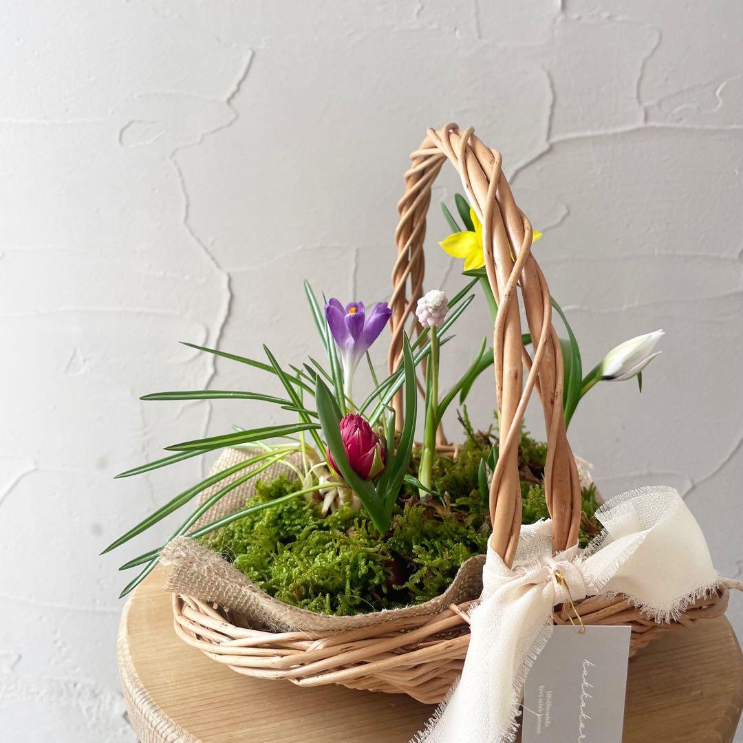 水耕栽培球根籠盛りセット