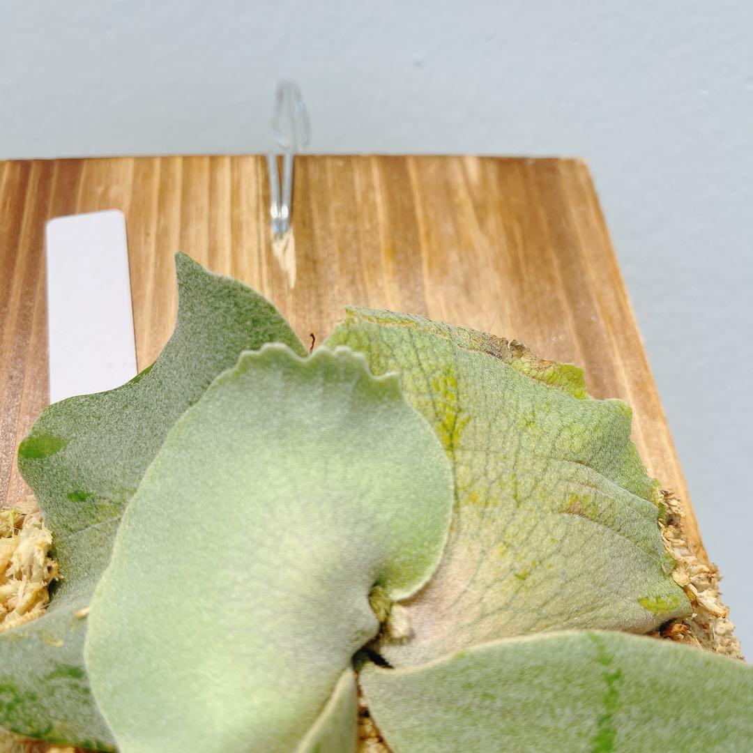 ビカクシダ　コウモリラン　ウイリンキー　オメガ子株