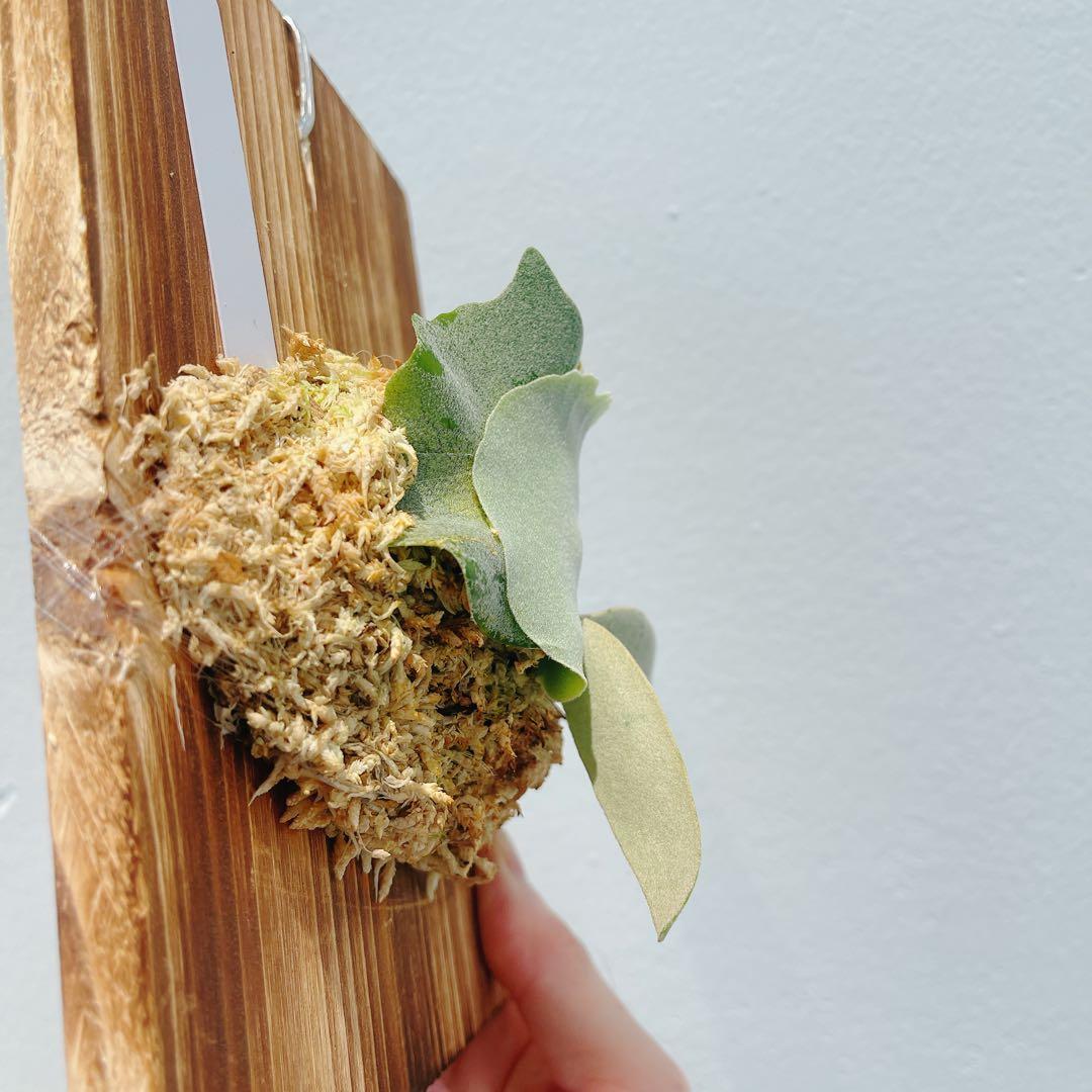 ビカクシダ　コウモリラン　ウイリンキー　オメガ子株