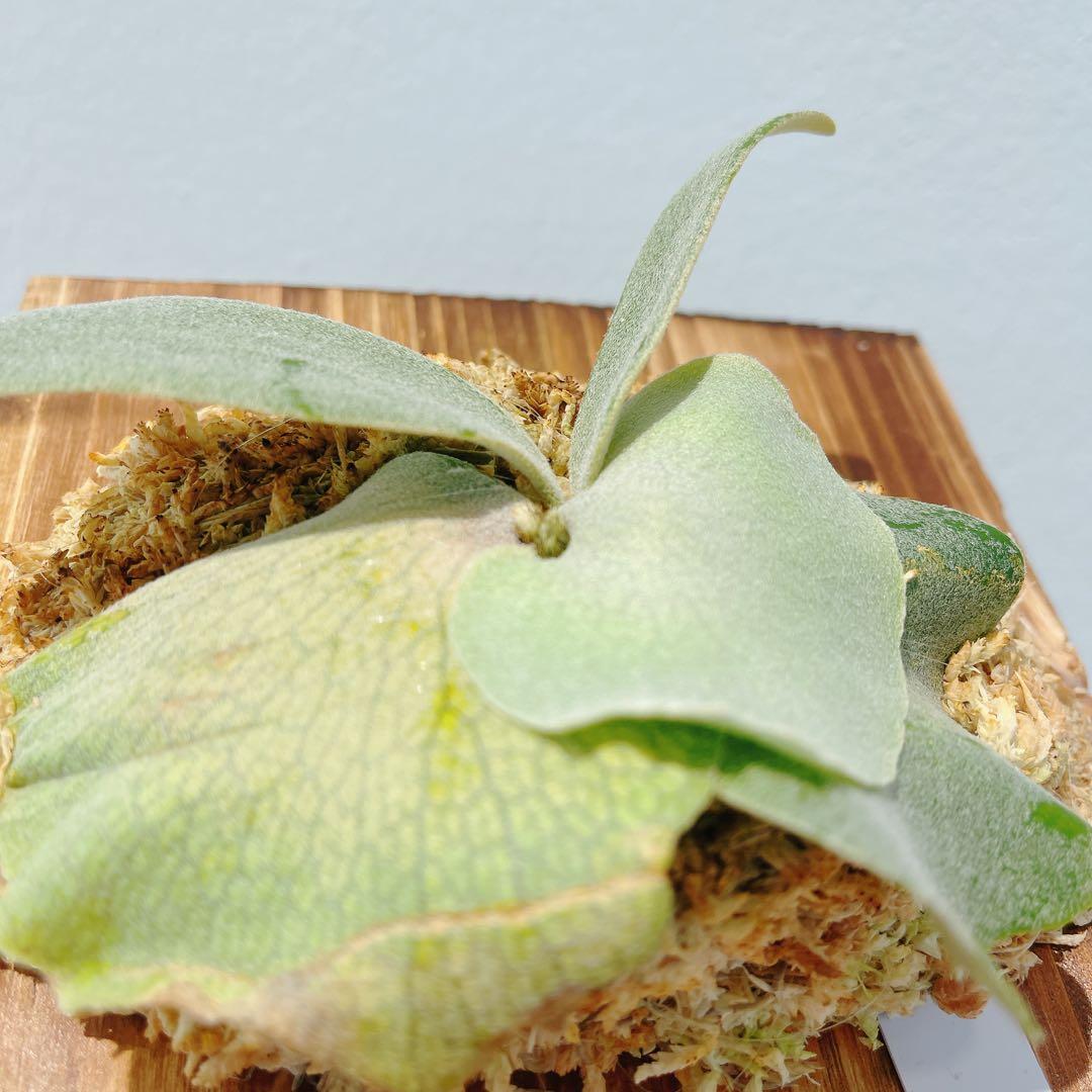 ビカクシダ　コウモリラン　ウイリンキー　オメガ子株