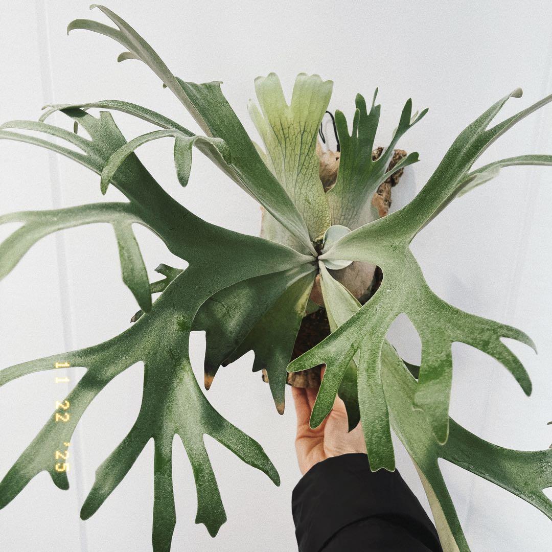 ビカクシダ　コウモリラン　ウイリンキー　オメガ子株