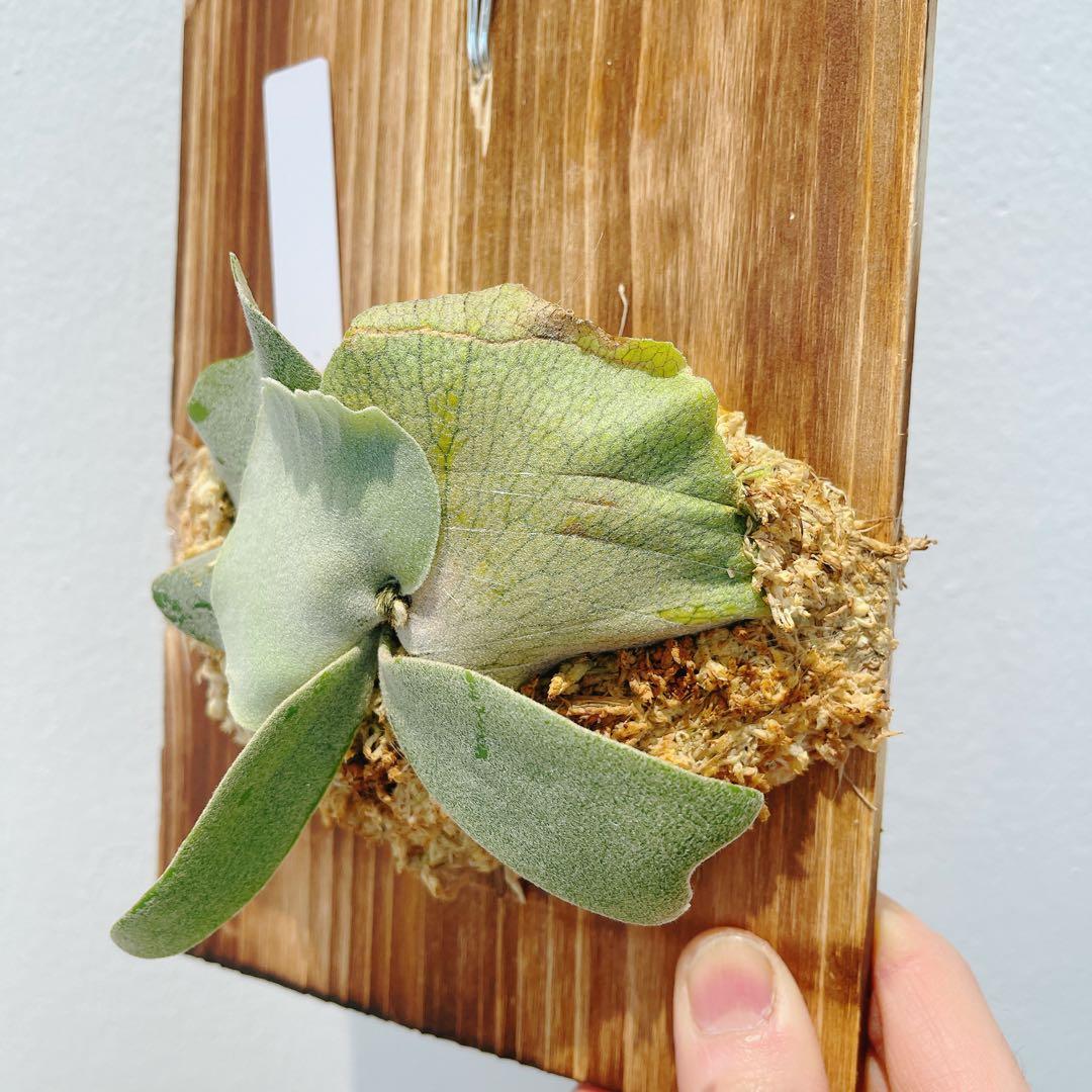 ビカクシダ　コウモリラン　ウイリンキー　オメガ子株