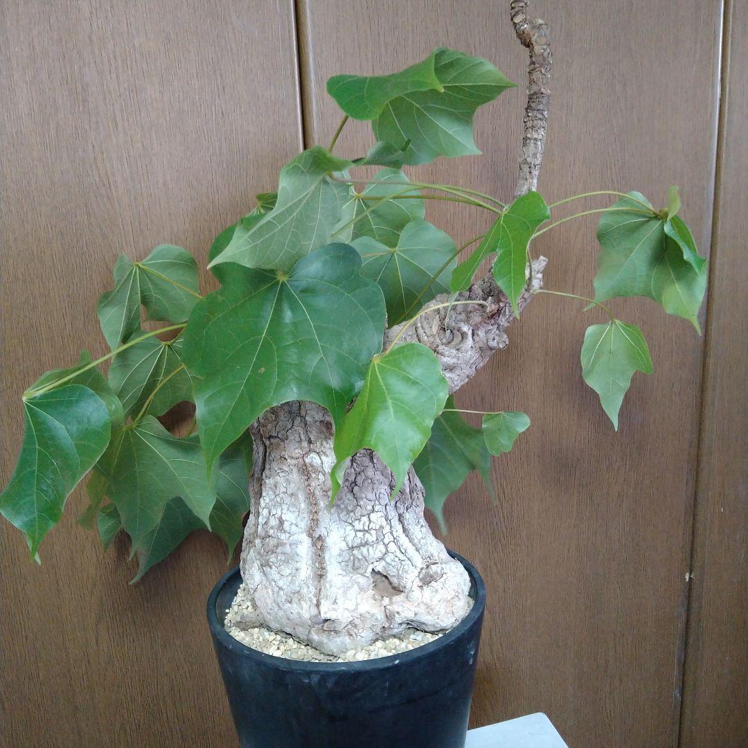 □現地球大株希少Firmiana colorataファルミアナコロラータ