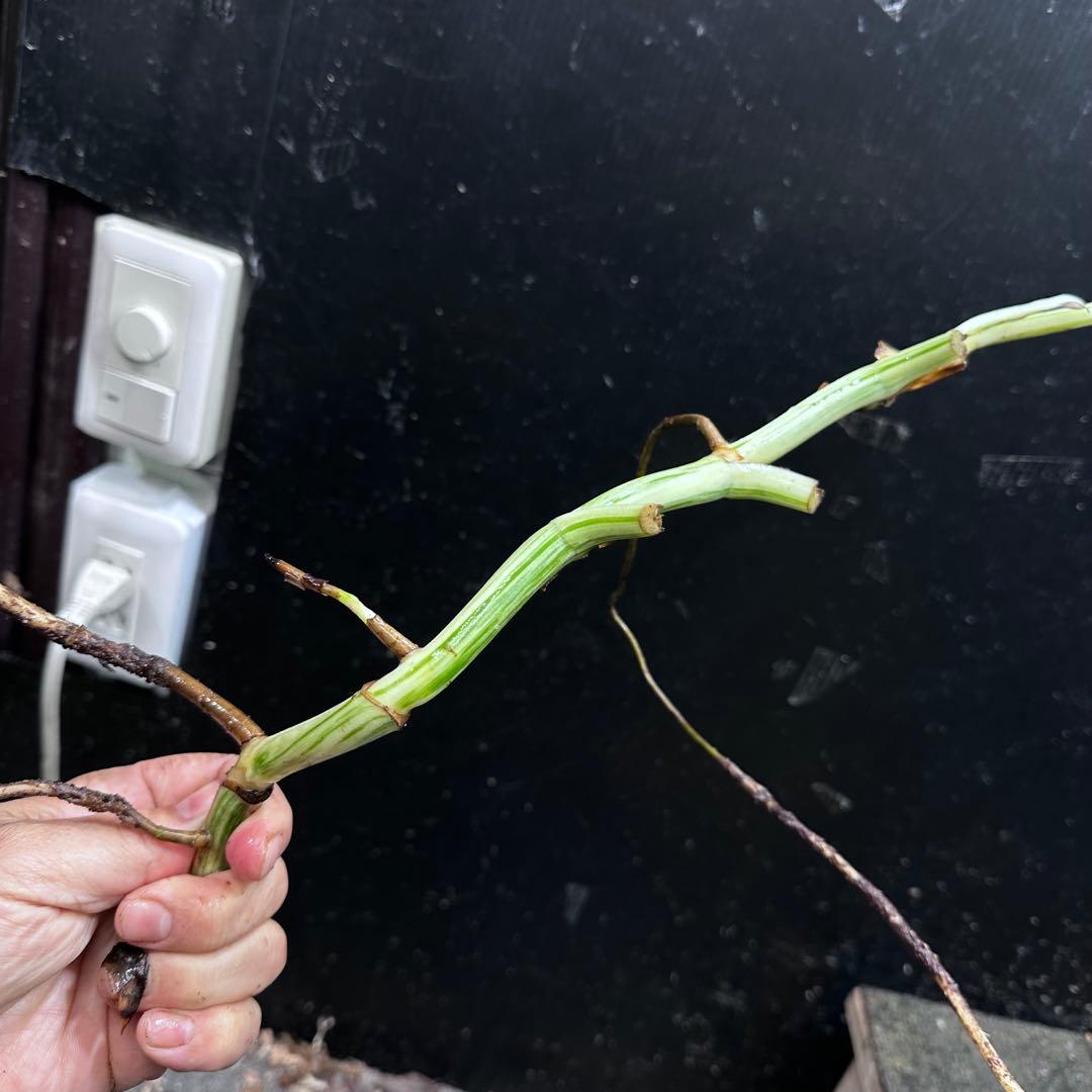 斑入りモンステラホワイトタイガー茎8株おまとめ