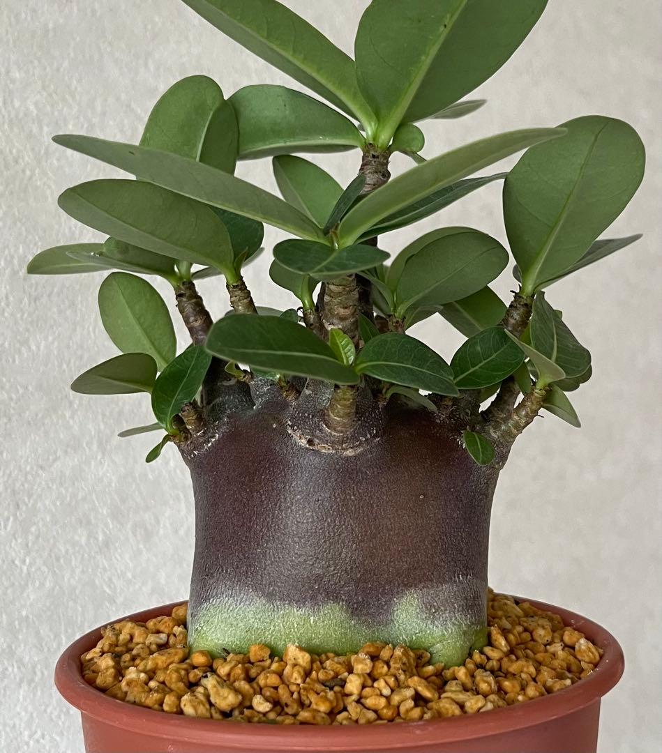 【激レア/ブラックスキン/ドワーフ 】アデニウム スーパーレッド A-7 鉢植え