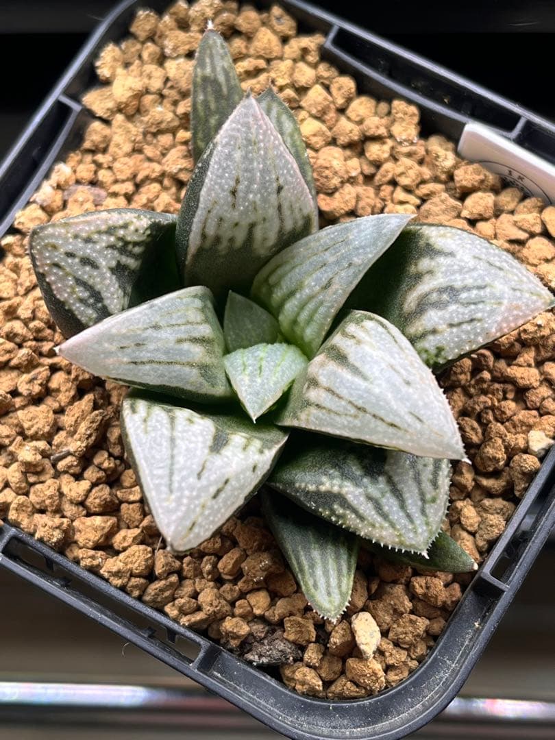 ハオルチア プラチナクィーン 多肉植物 Haworthia プラチナクイーン