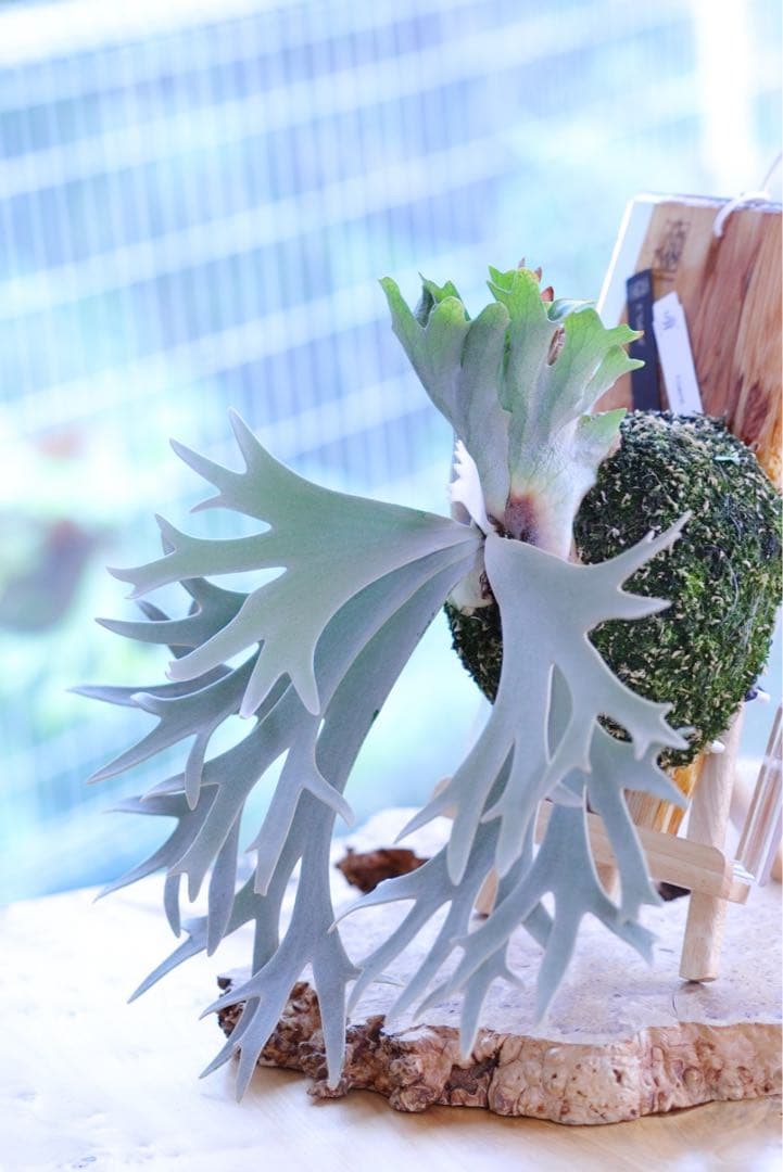 P. Gabriel ビカクシダ