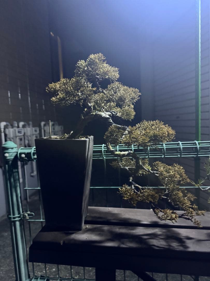 盆栽　真柏　糸魚川　懸崖