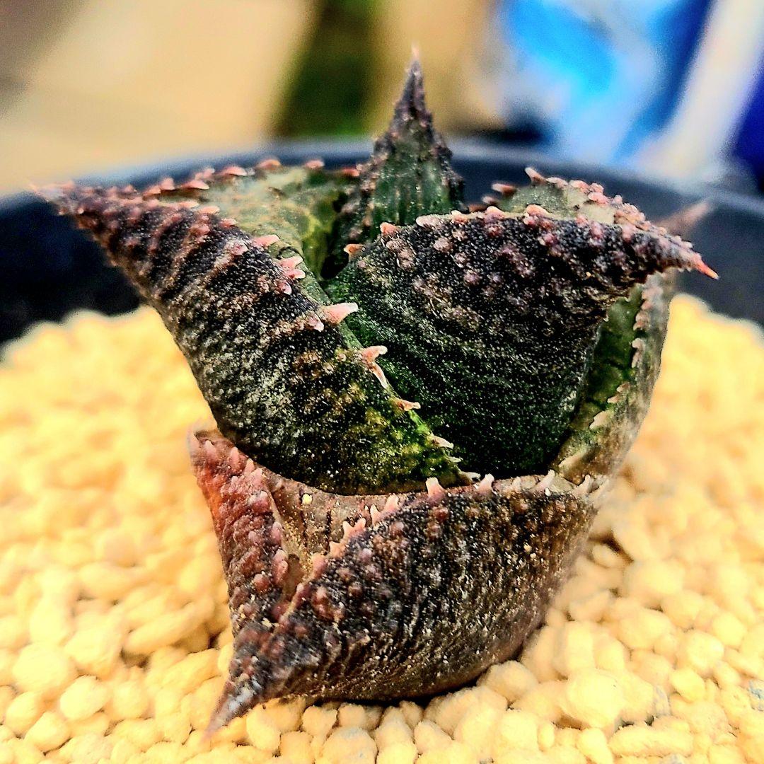 レア 大サイズ 雷燐 達磨ピンク系 4　多肉植物 ハオルチア アロエ