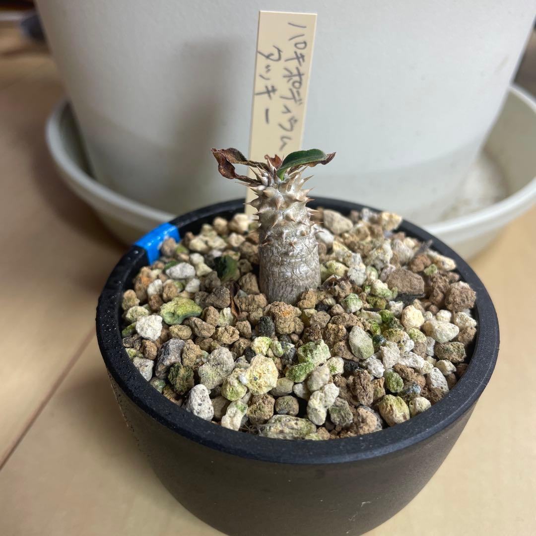 実生　パキポディウム　タッキー