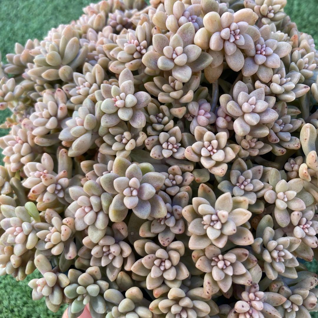 ご確認用　多肉姫秋麗