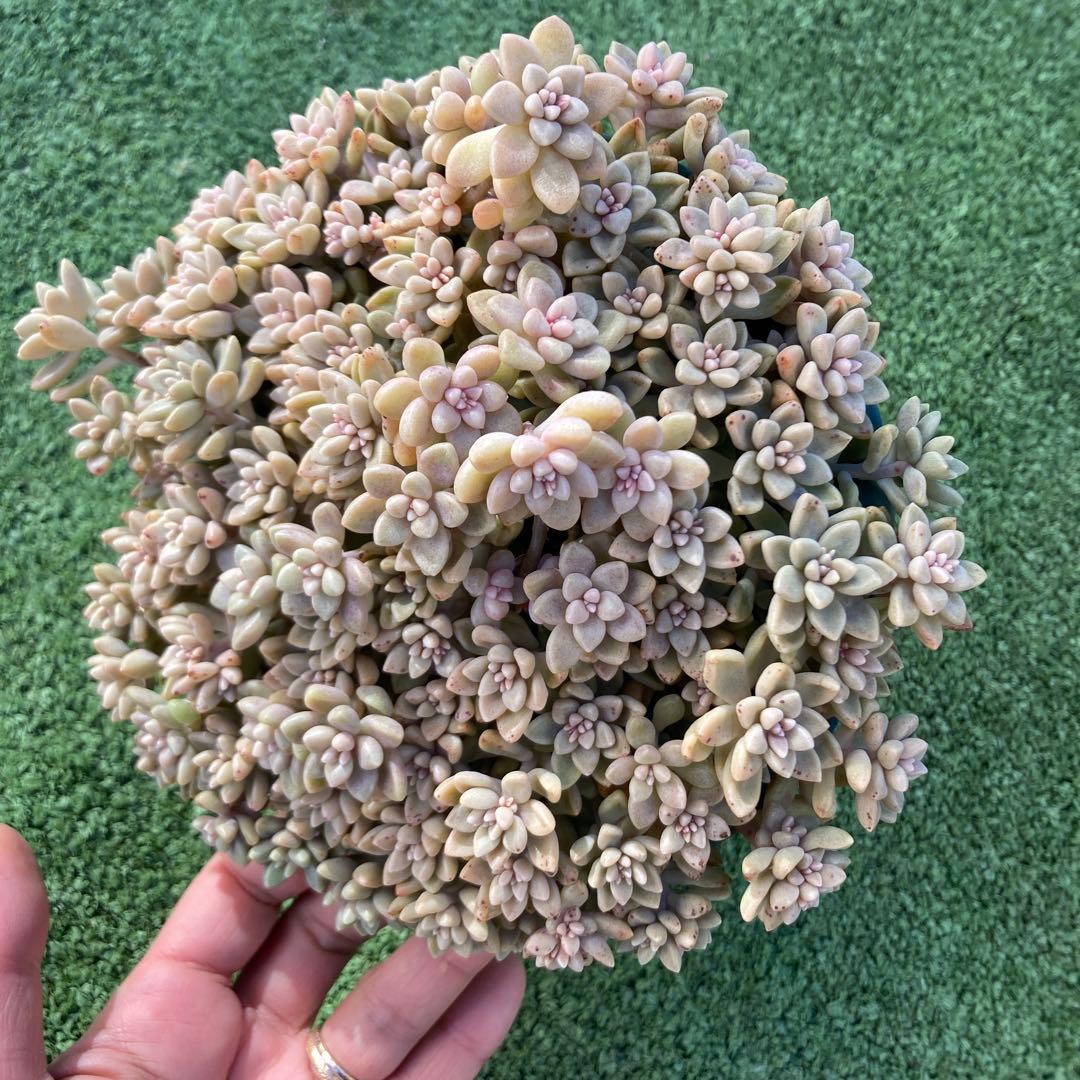 ご確認用　多肉姫秋麗