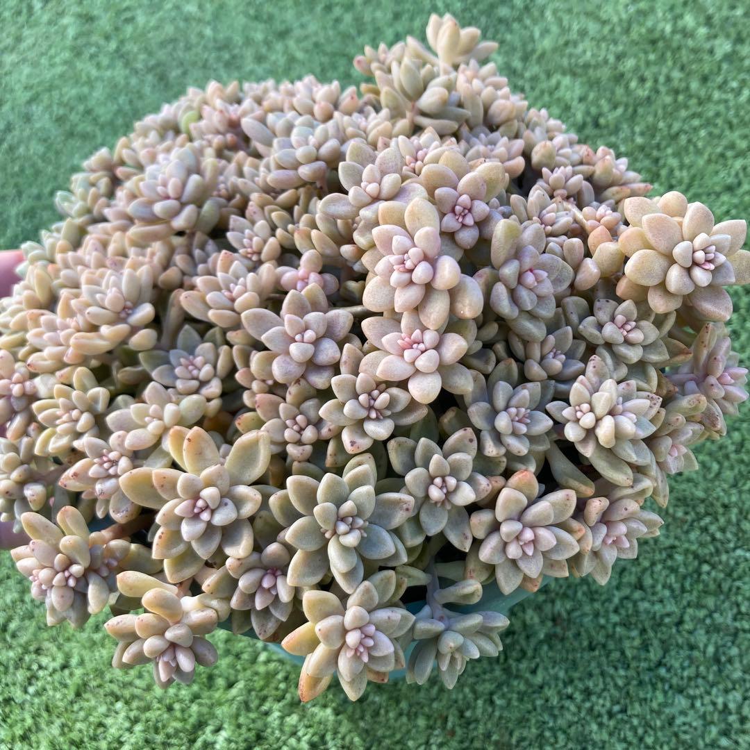 ご確認用　多肉姫秋麗