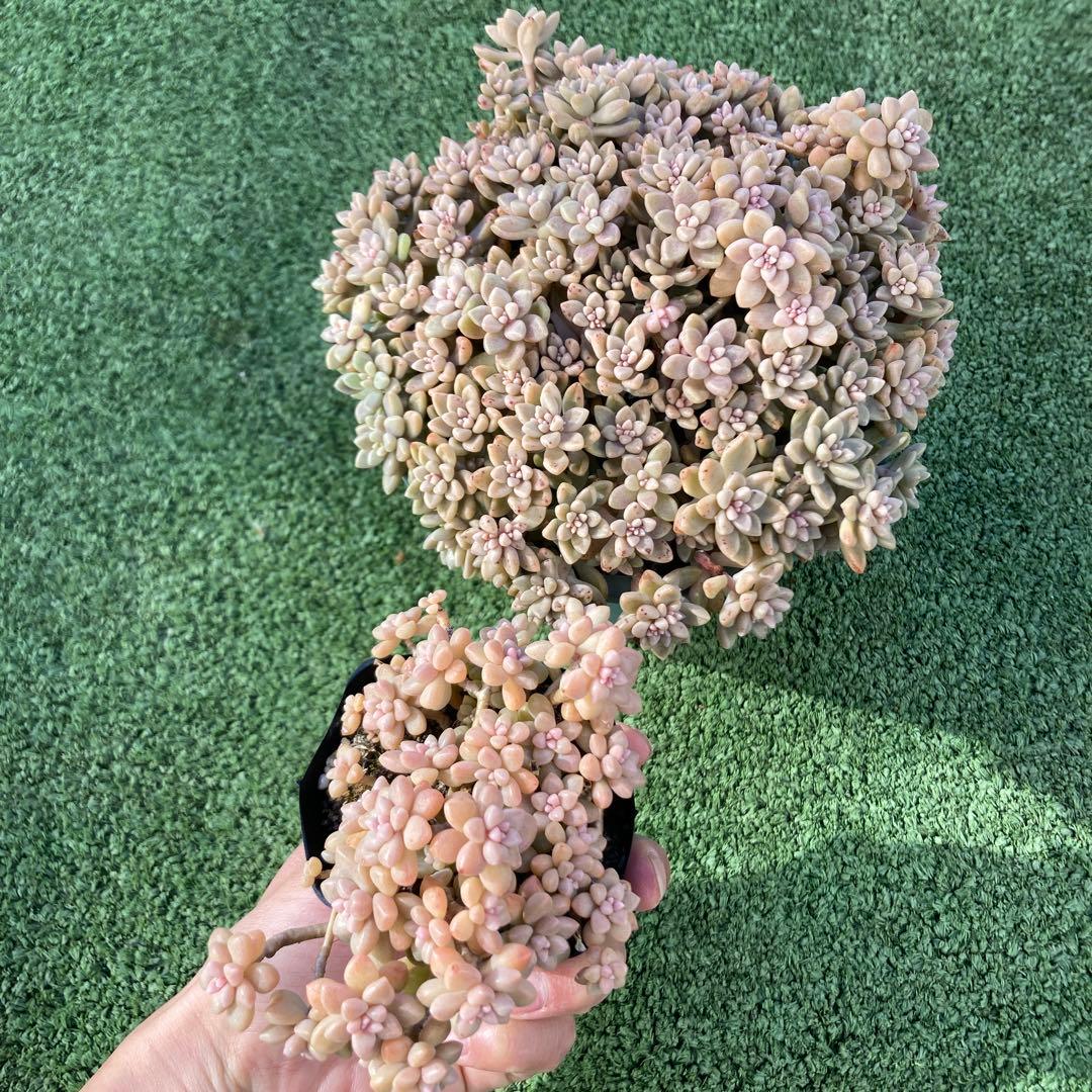 ご確認用　多肉姫秋麗