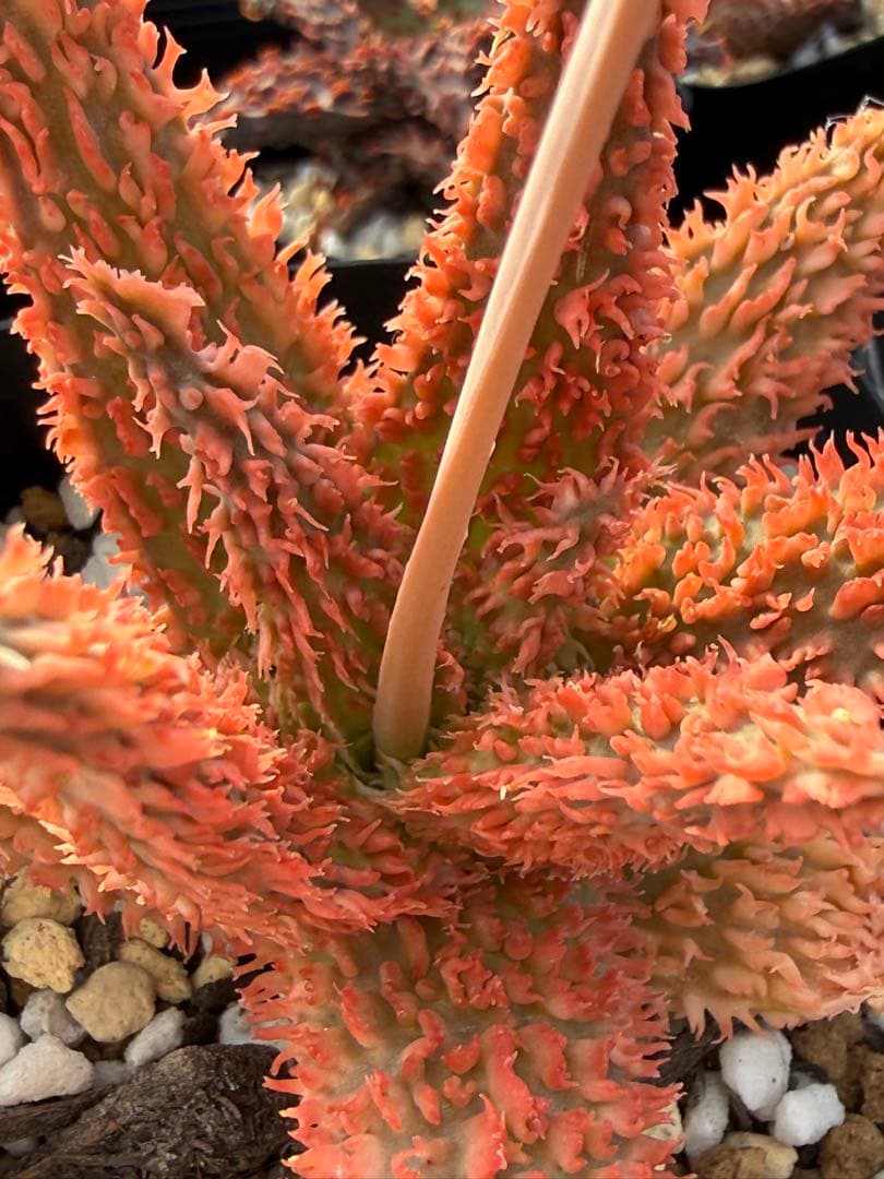 アロエ　ハイブリッド　Aloe hybrid 第四種　Newyear-12