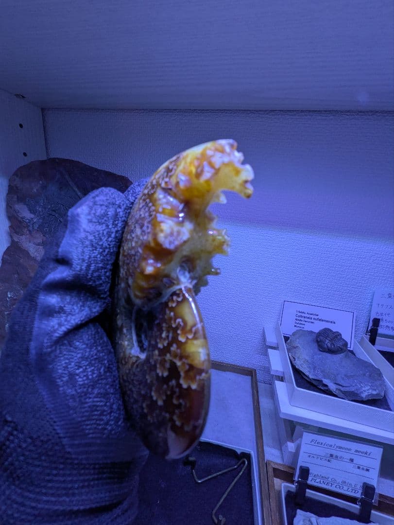 マダガスカル産　縫合糸　アンモナイト　化石　特大型　最高位