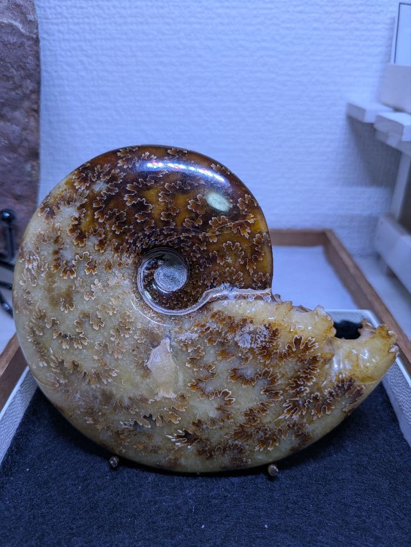 マダガスカル産　縫合糸　アンモナイト　化石　特大型　最高位