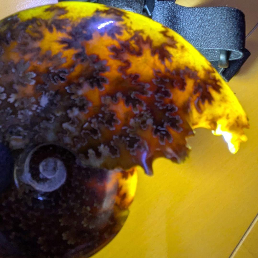 マダガスカル産　縫合糸　アンモナイト　化石　特大型　最高位