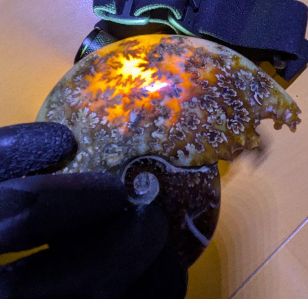 マダガスカル産　縫合糸　アンモナイト　化石　特大型　最高位