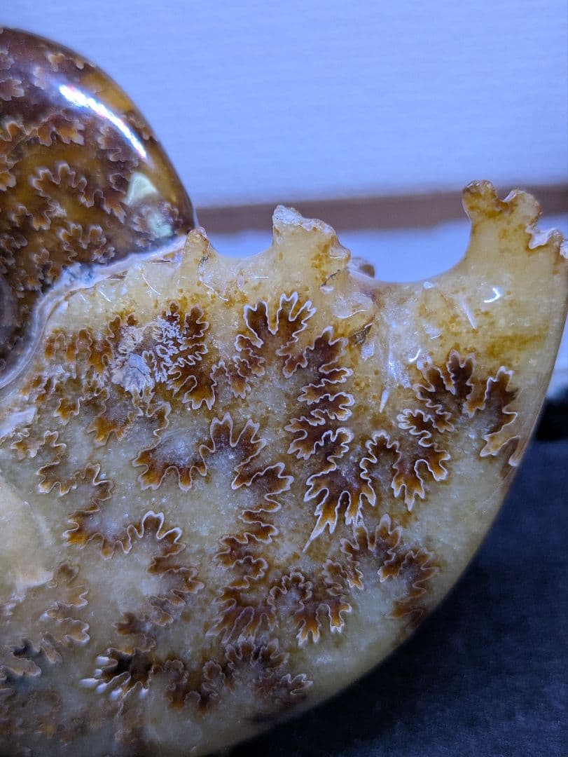 マダガスカル産　縫合糸　アンモナイト　化石　特大型　最高位