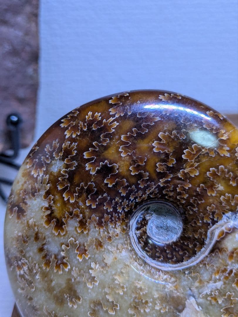 マダガスカル産　縫合糸　アンモナイト　化石　特大型　最高位