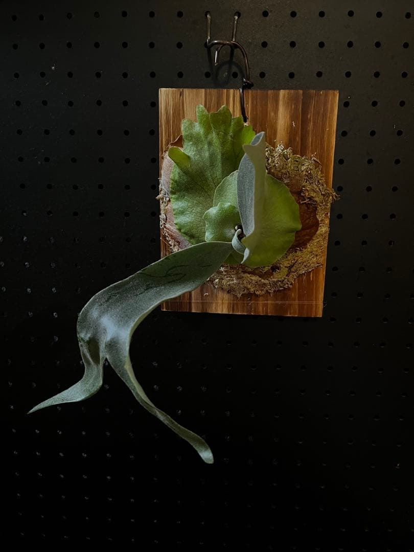 ビカクシダ P.AG14 (PUP)