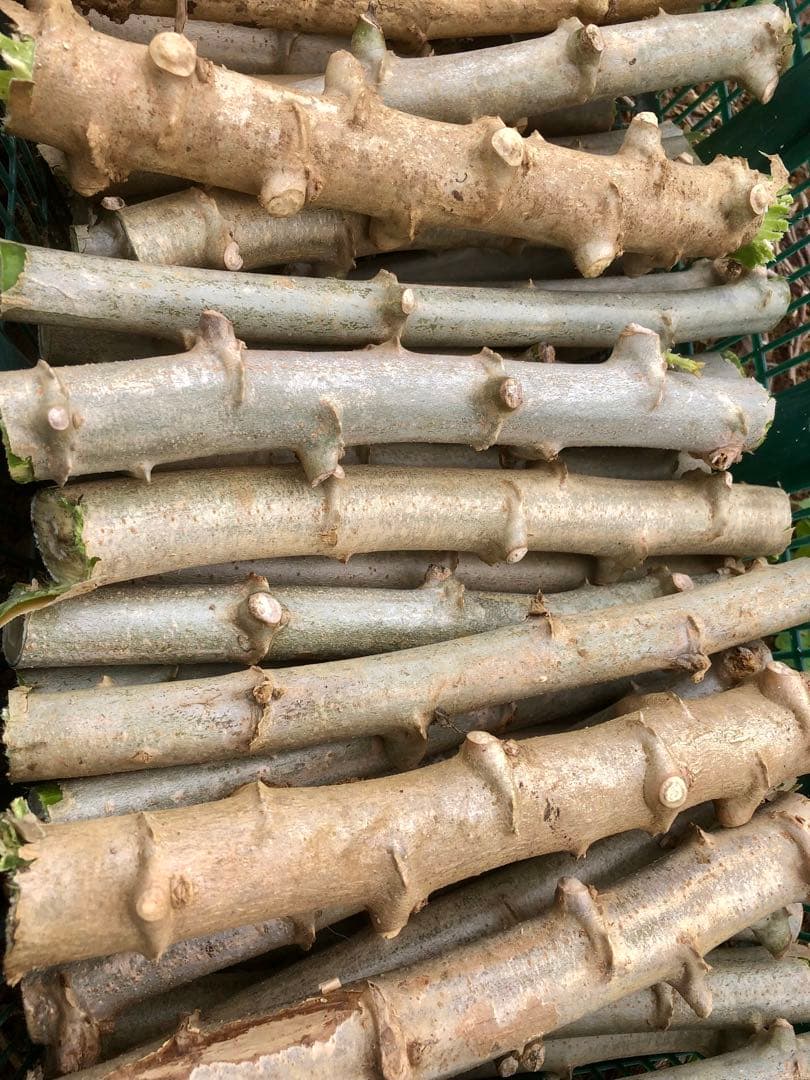 キャッサバ太め苗木(埋め木)100本