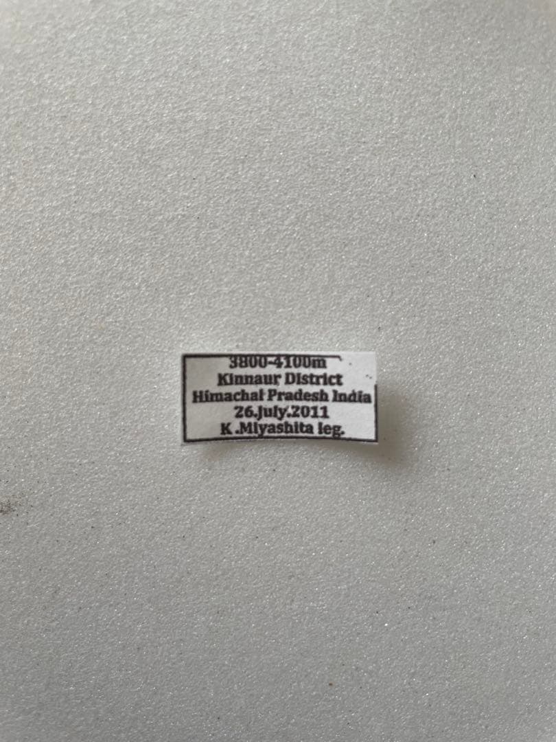 パルナシウス・ジャックエモンティー（オス、インド産）