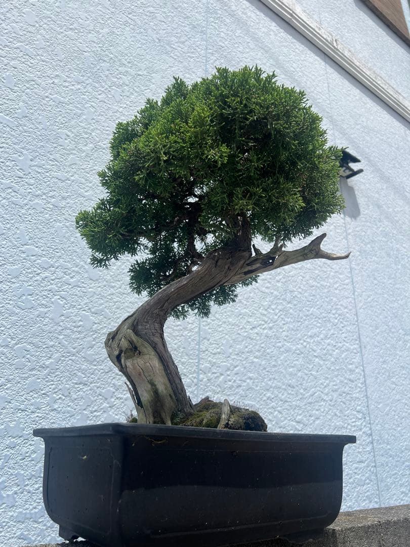 北海道真柏 舎利幹 真柏 盆栽 樹齢100年以上