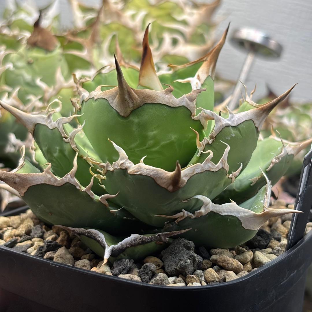 アガベ　蠻牛　バンギュウ　Berlin産