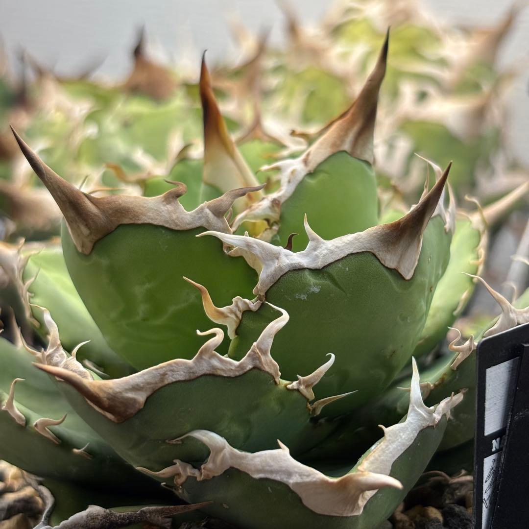 アガベ　蠻牛　バンギュウ　Berlin産