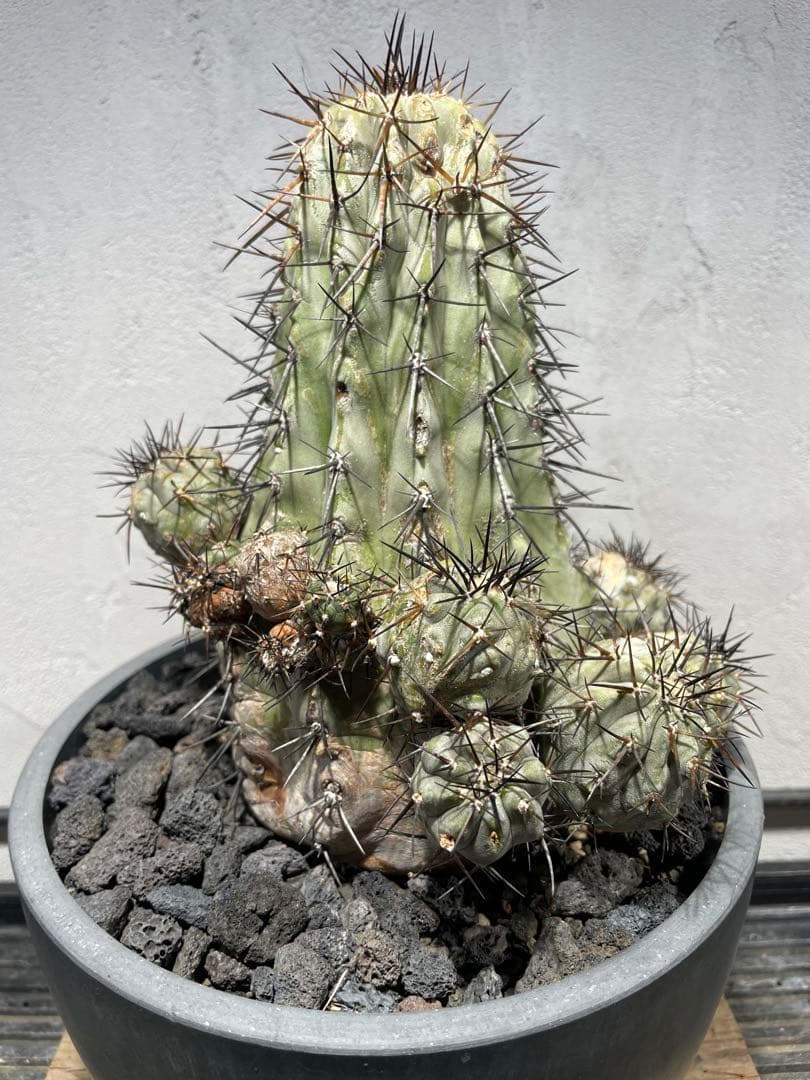 t*e様 黒王丸(16個子株付き)