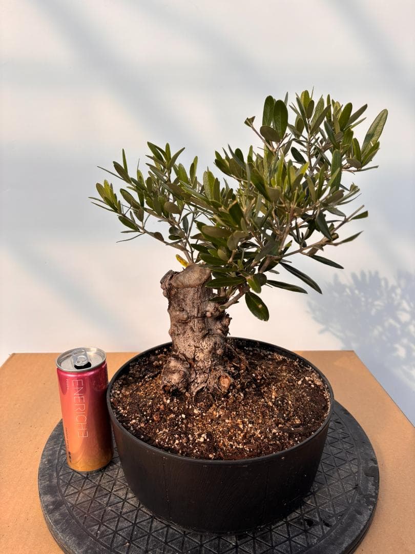 オリーブの木 シプレシーノ 盆栽風 8号 約40cm 現品販売