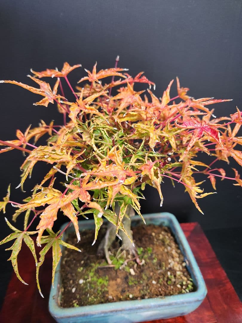 置霜紅葉 置霜もみじ 置霜紅葉盆栽 もみじ盆栽 楓 カエデ