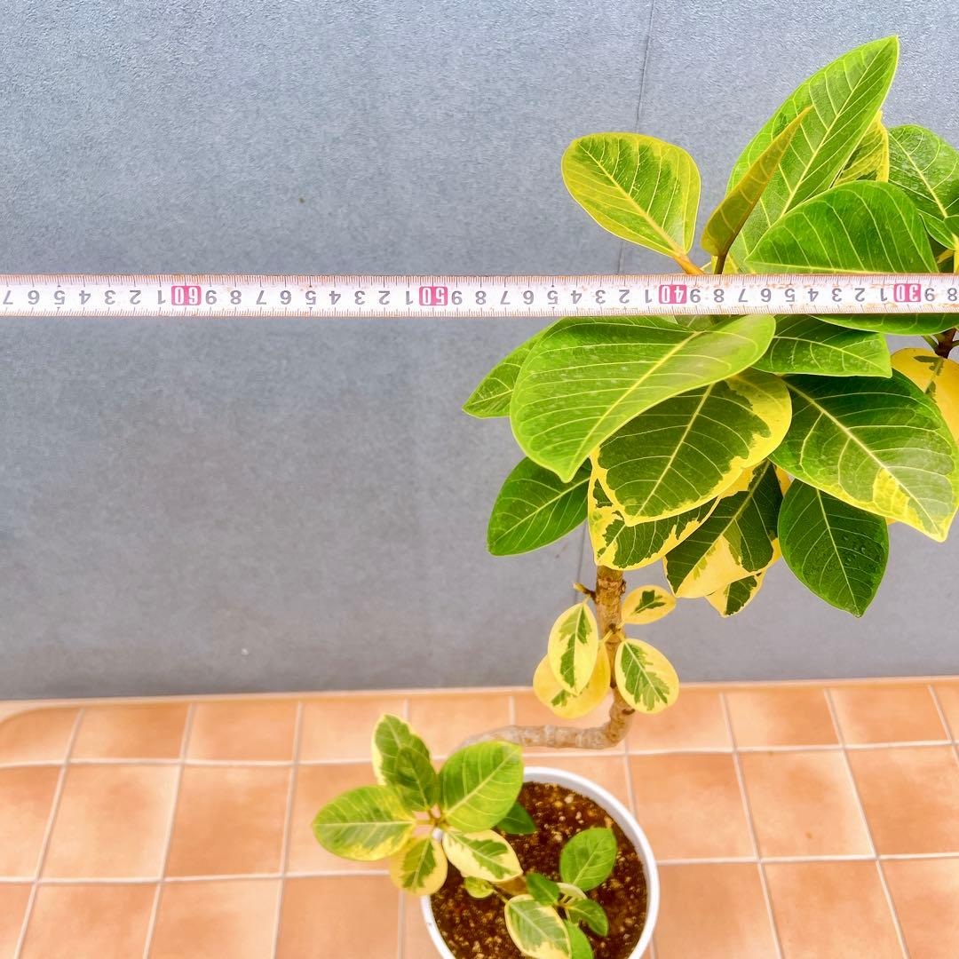 現品　フィカス　ゴムの木　アルテシマ　曲がり　26　観葉植物　インテリアグリーン