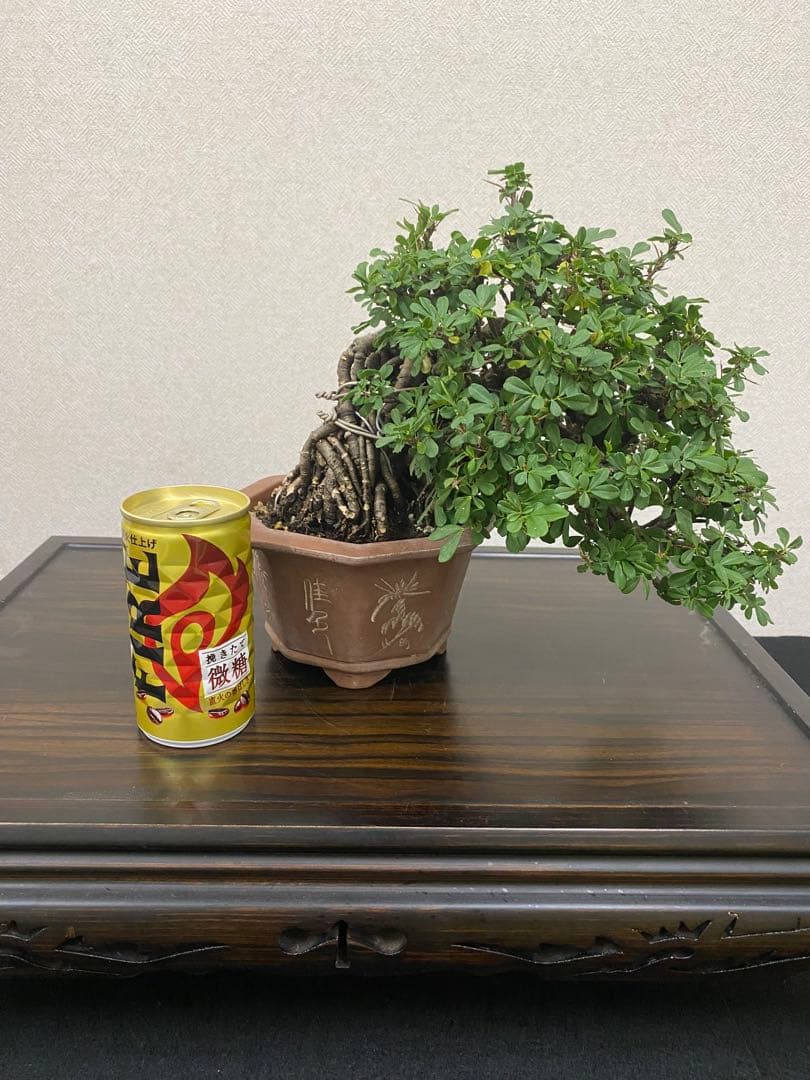 ムレスズメ 盆栽B