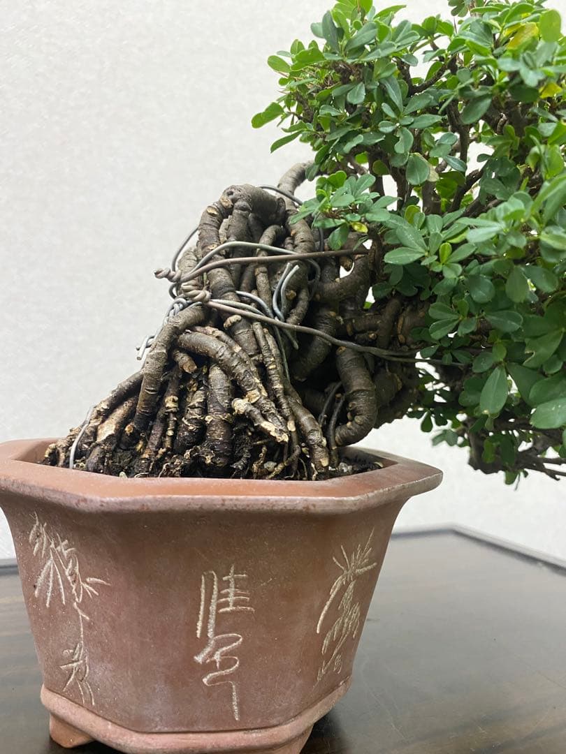 ムレスズメ 盆栽B