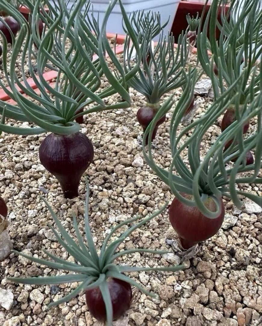 517珍奇植物ゲチリス ナマクエンシス ケープバルブ 南アフリカ原産 希少現地株