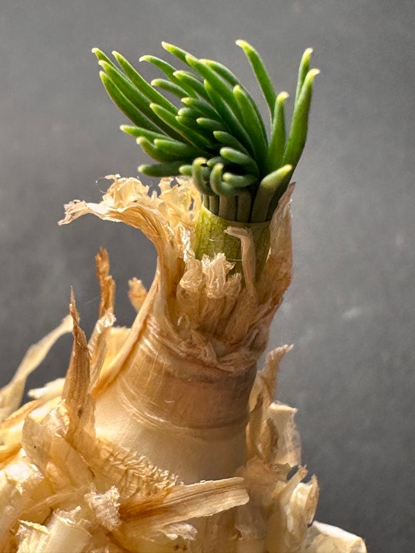 517珍奇植物ゲチリス ナマクエンシス ケープバルブ 南アフリカ原産 希少現地株