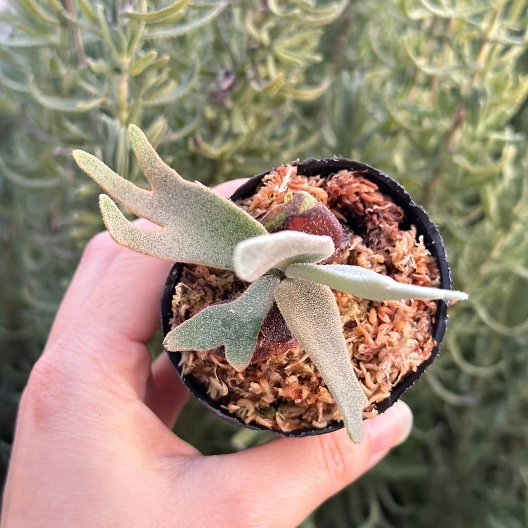 P.willinckii ’Asurada’ Sporeling 11