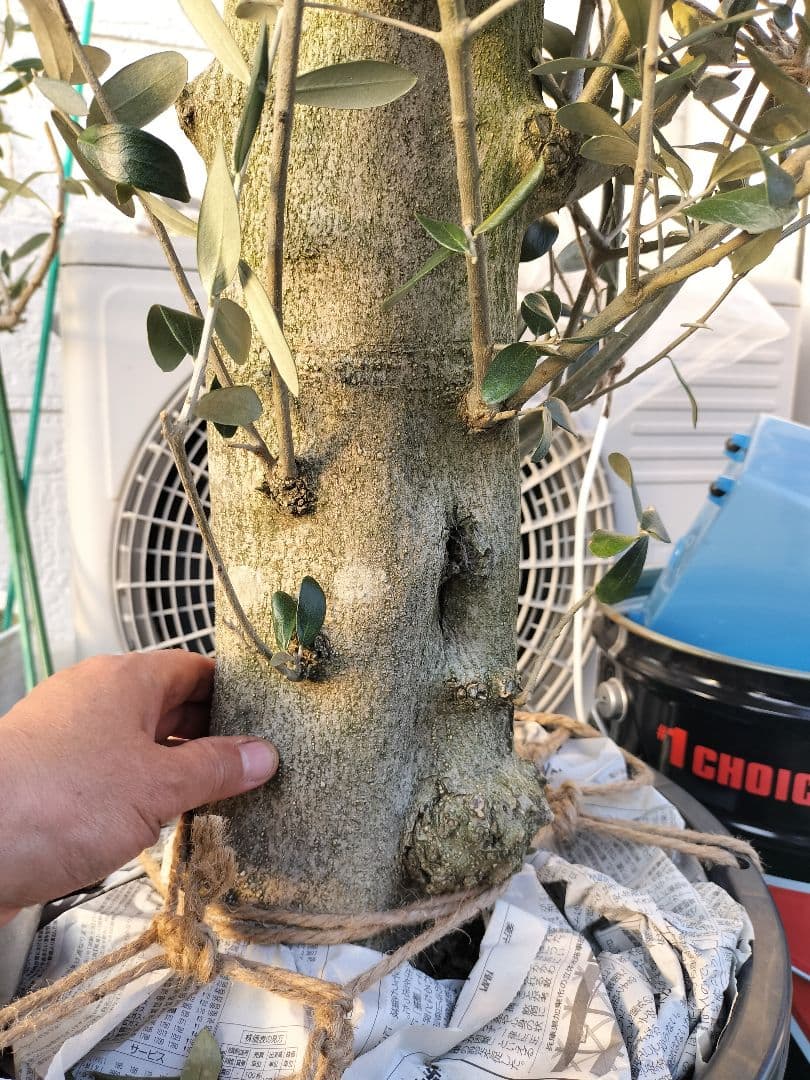 オリーブの木　ミッション　小豆島産