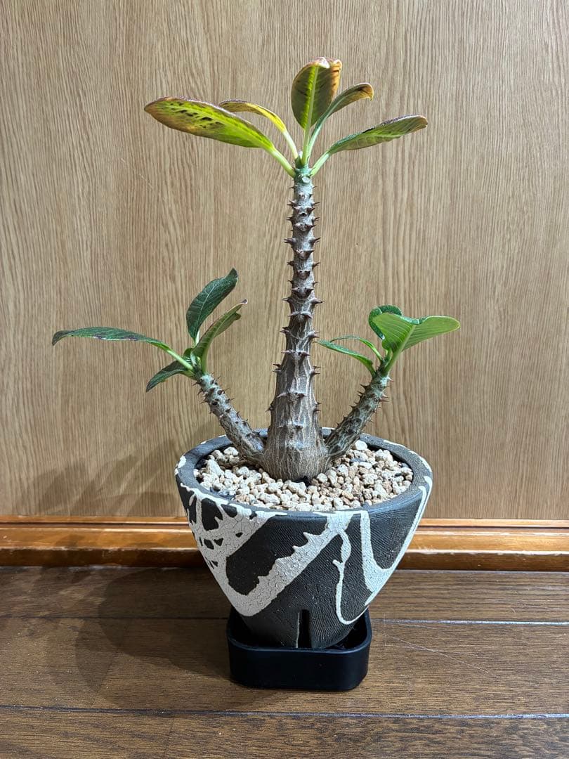 国内実生　パキポディウム　ウィンゾリー検）パキプス　グラキリス　アガベ