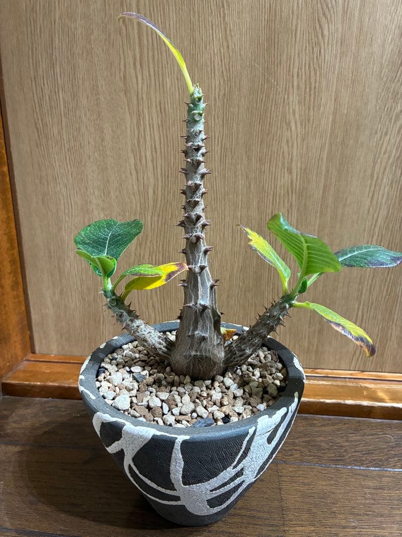 国内実生　パキポディウム　ウィンゾリー検）パキプス　グラキリス　アガベ