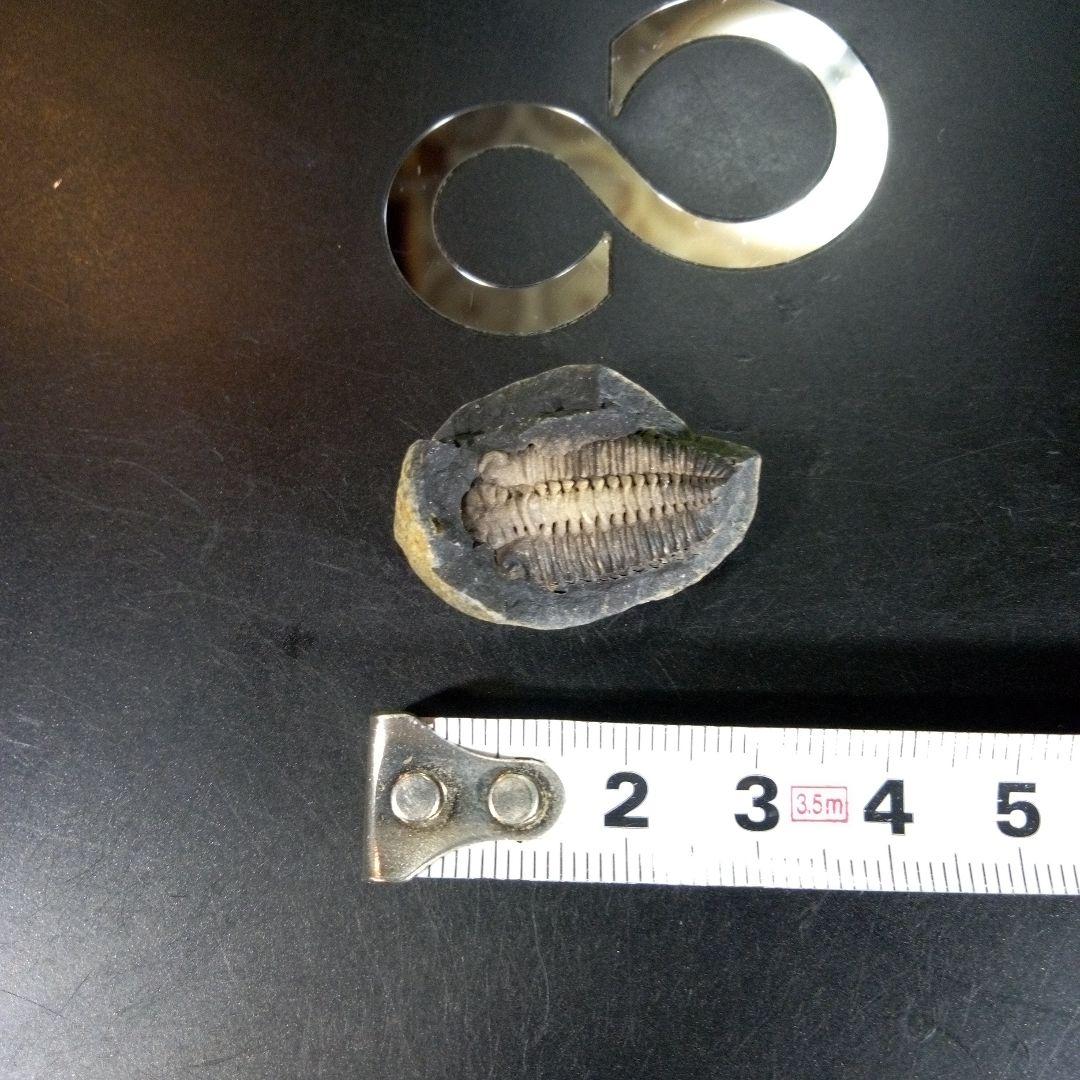 三葉虫　化石　fossil　海　ボリビア産　trilobite　海生動物種別⑩