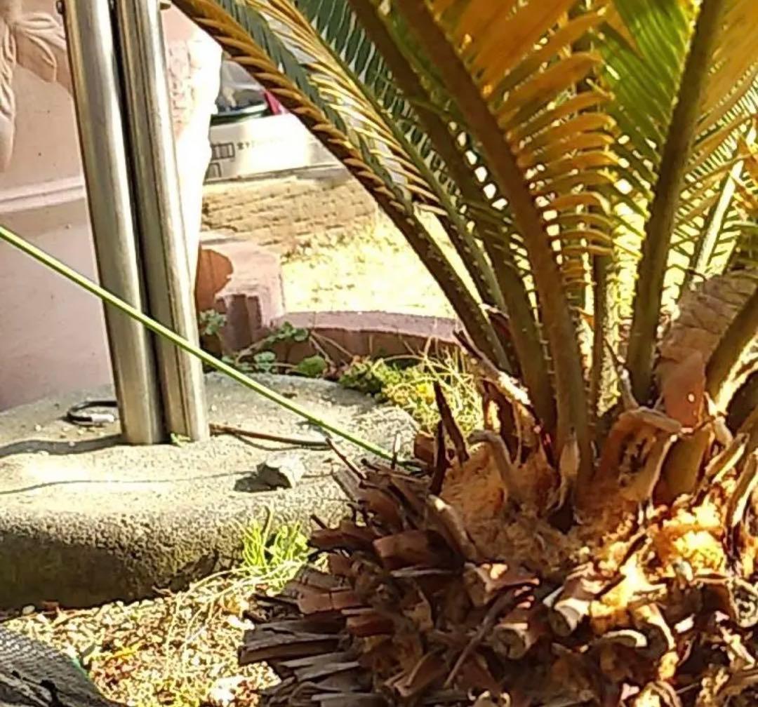 ジョイフル　連絡用