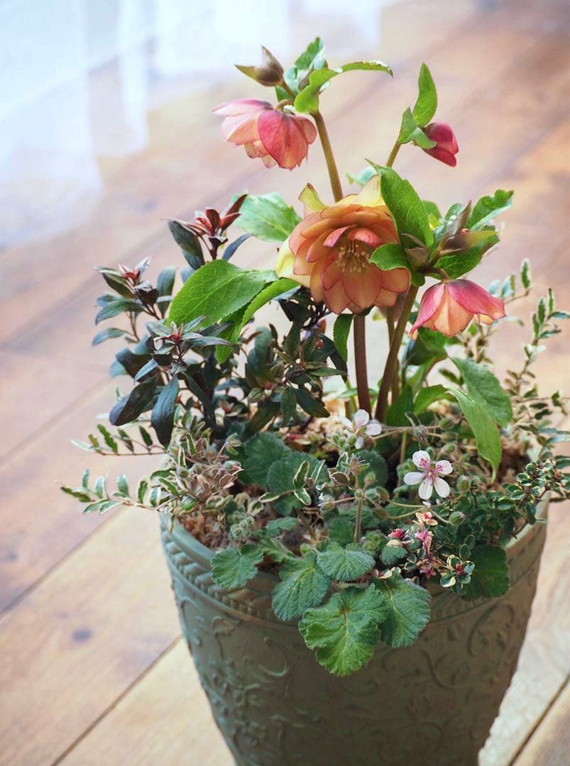 【お値引品】ウィンターシンフォニー寄せ植え