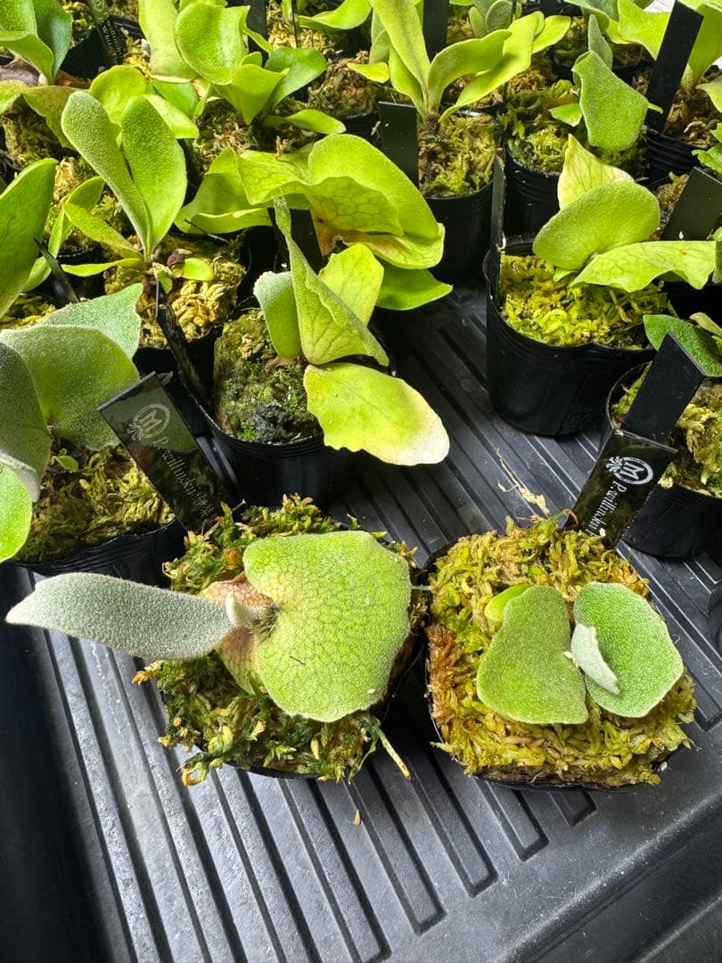 willinckii dwarf 2種　①