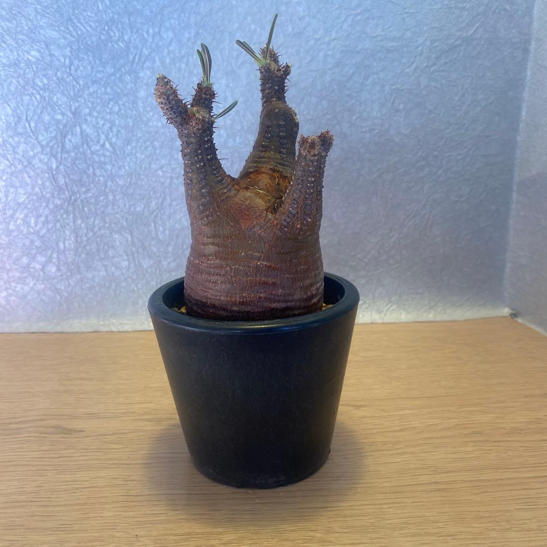 グラキリス 発根管理中 現地球