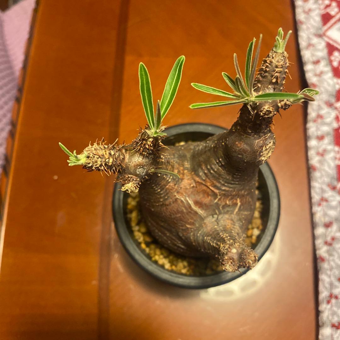 グラキリス 発根管理中 現地球