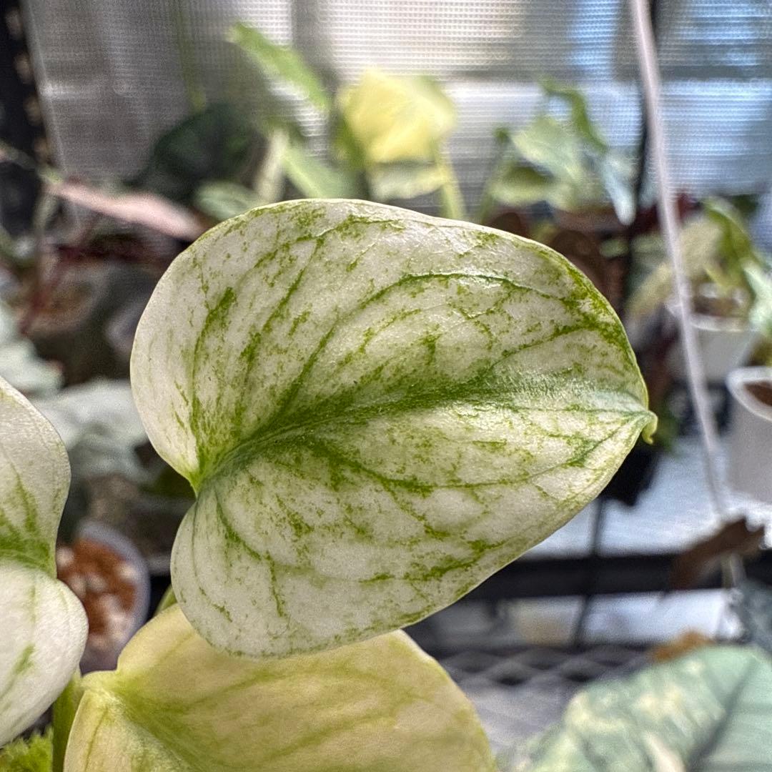 我*成様 極上 モンステラ デリシオーサ ミント